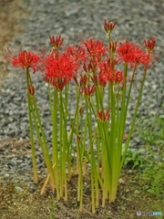 もうすぐお彼岸