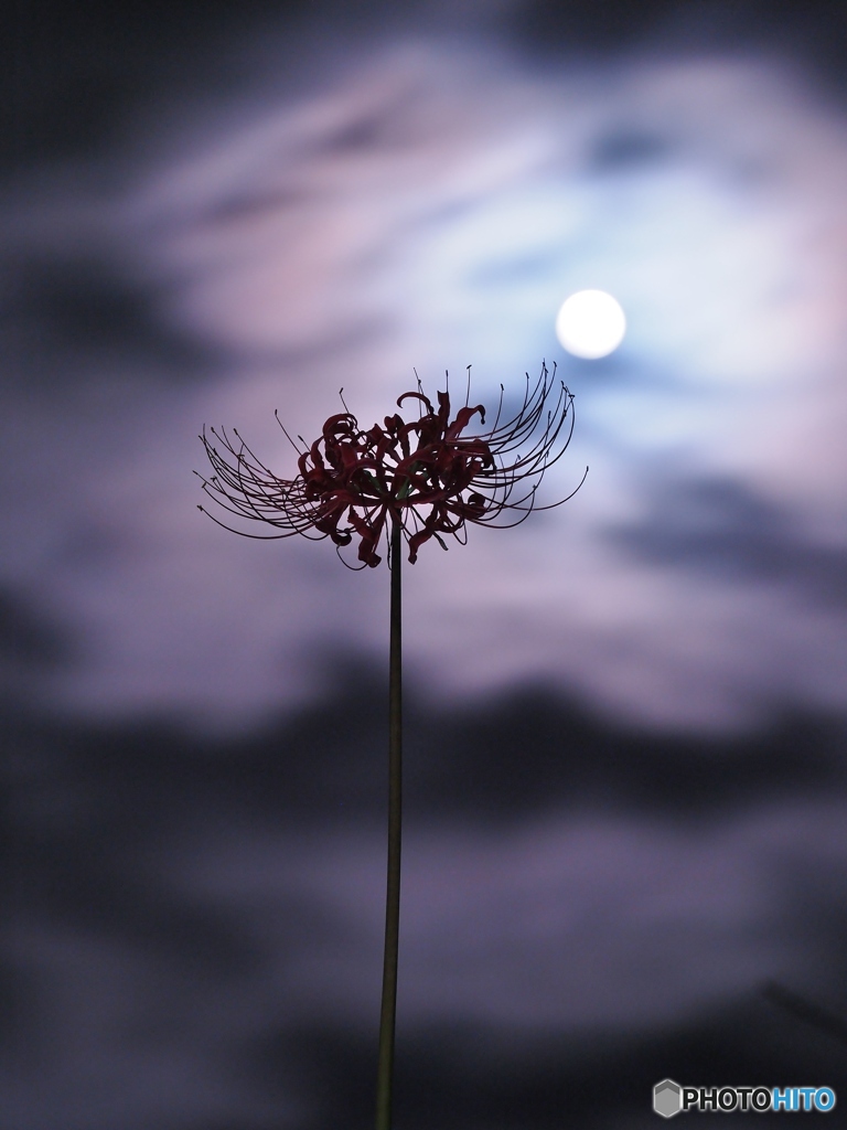 満月の夜　影