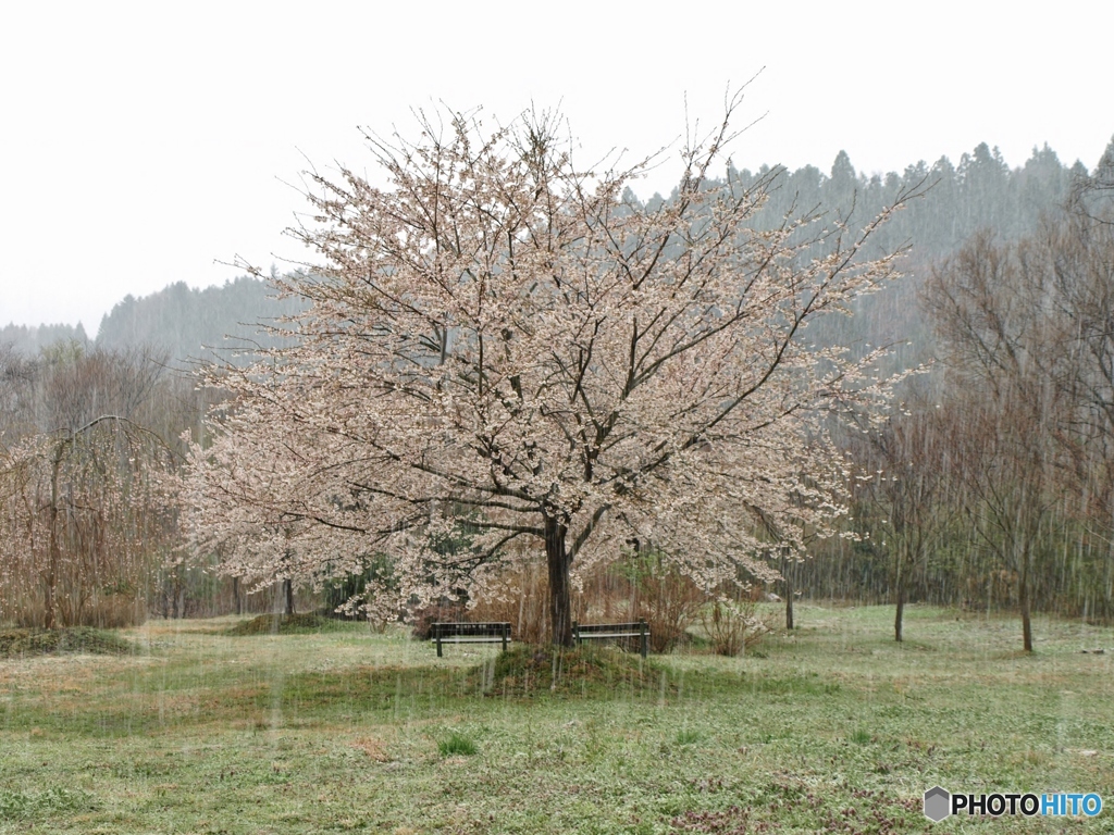 アイコンの桜