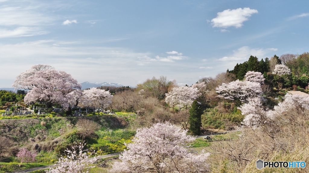 弘法桜 満開