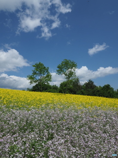 高原の菜の花畑２