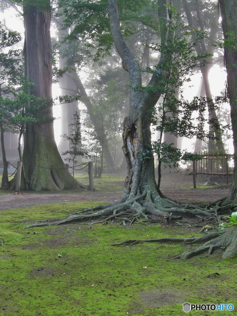 朝霧の境内