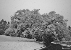 福島の桜が満開！