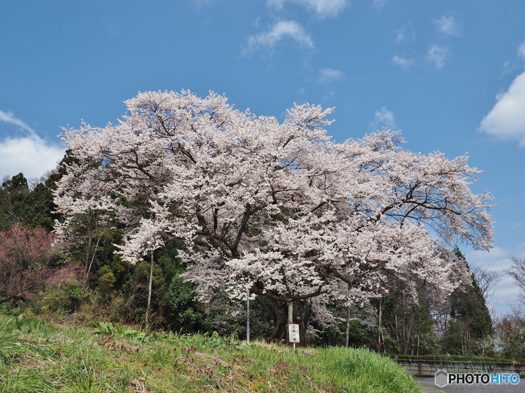 弥明の桜