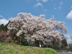弥明の桜