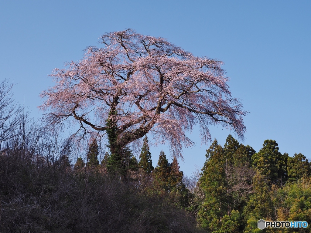 咲き始めのしだれ桜