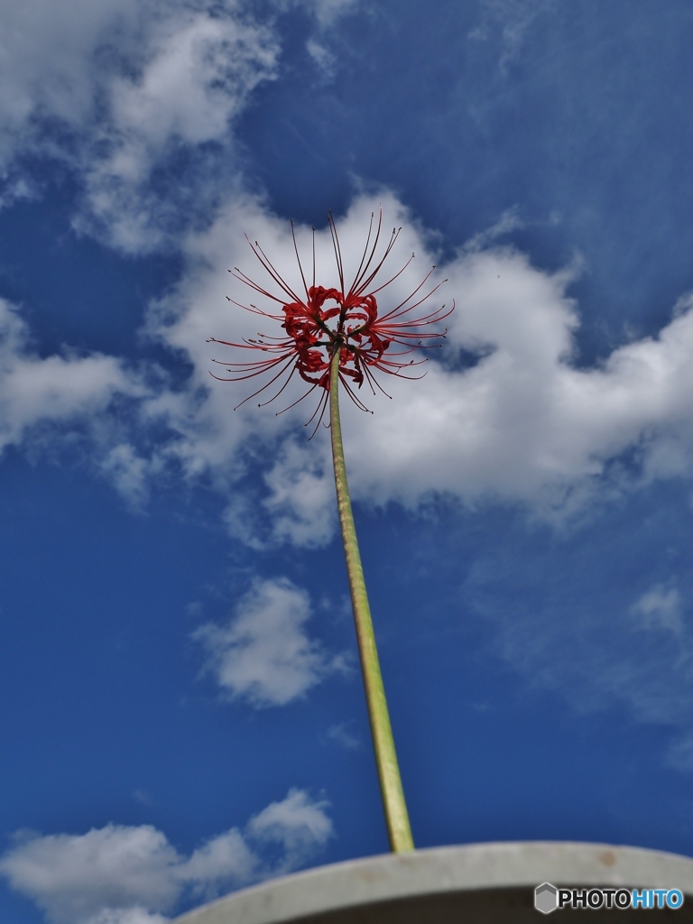 天高く・・・秋の空２