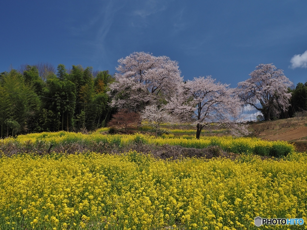 菜の花畑とさくら