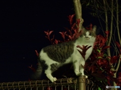 夜の散歩