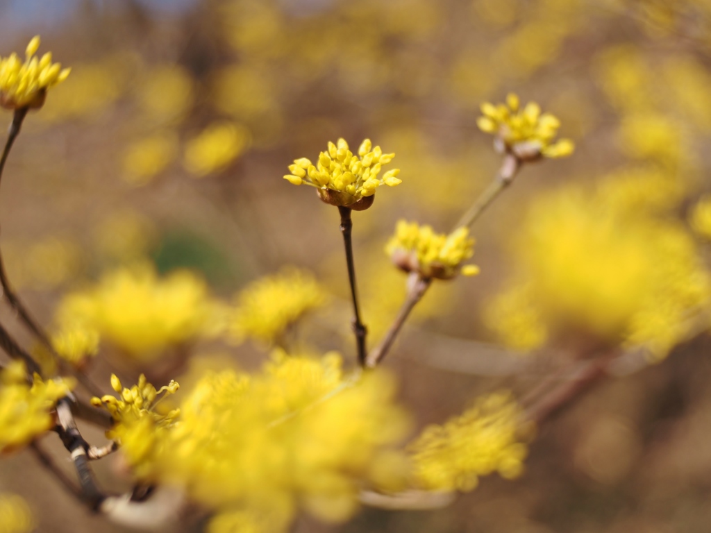 ボケの花