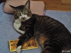 猫に黄金の１万円札