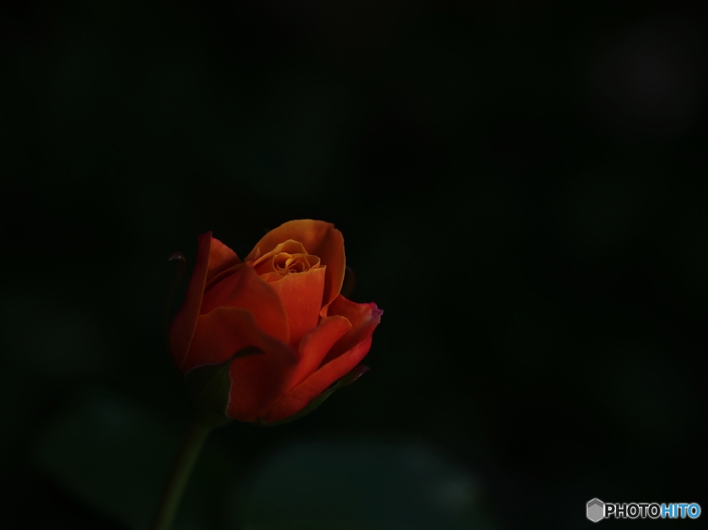 恋は紅い薔薇 ♪