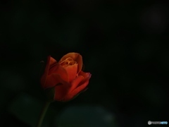 恋は紅い薔薇 ♪