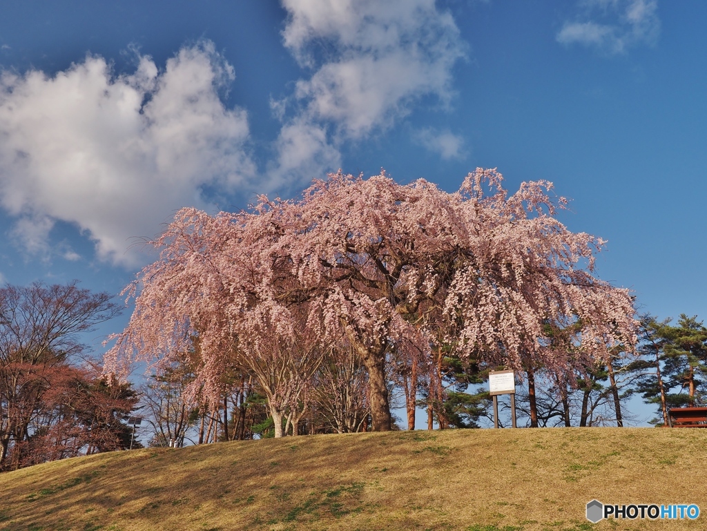 公園のしだれ桜