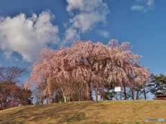 公園のしだれ桜