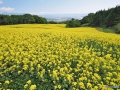 高原の菜の花畑１