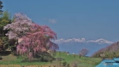 しだれ桜と安達太良山