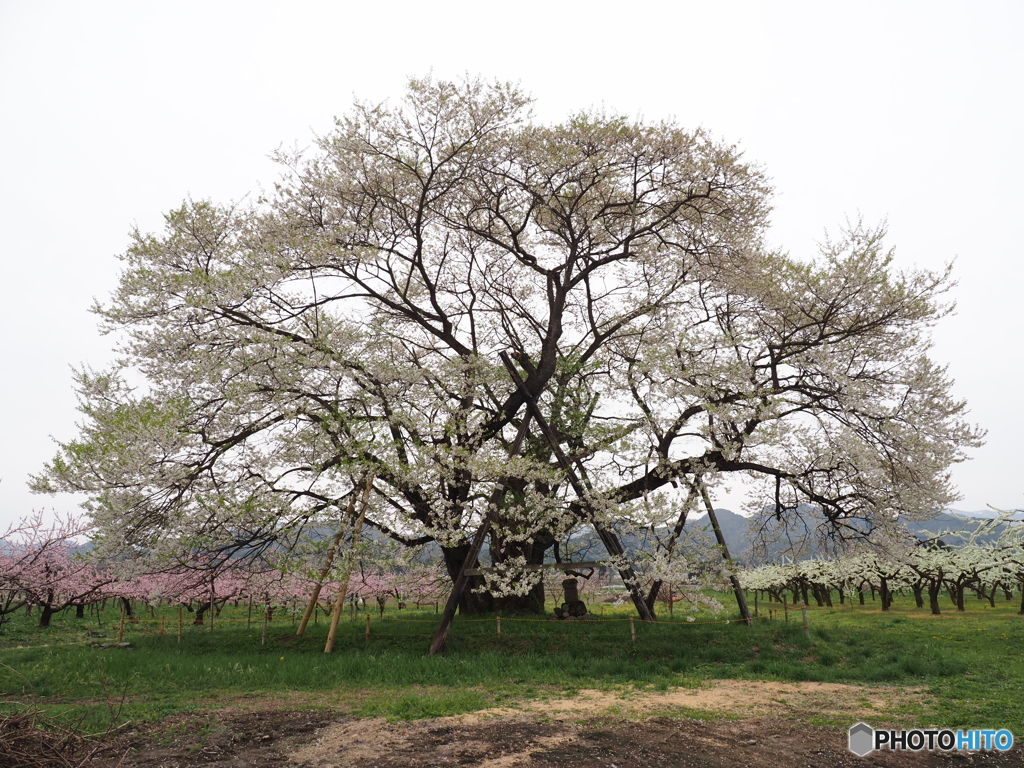 馬の墓の桜