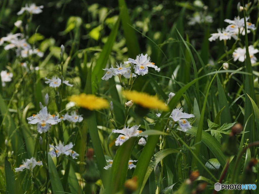 野に咲く花の様に♪