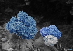 パートカラーで紫陽花