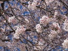 ビロードツリアブを探せ！