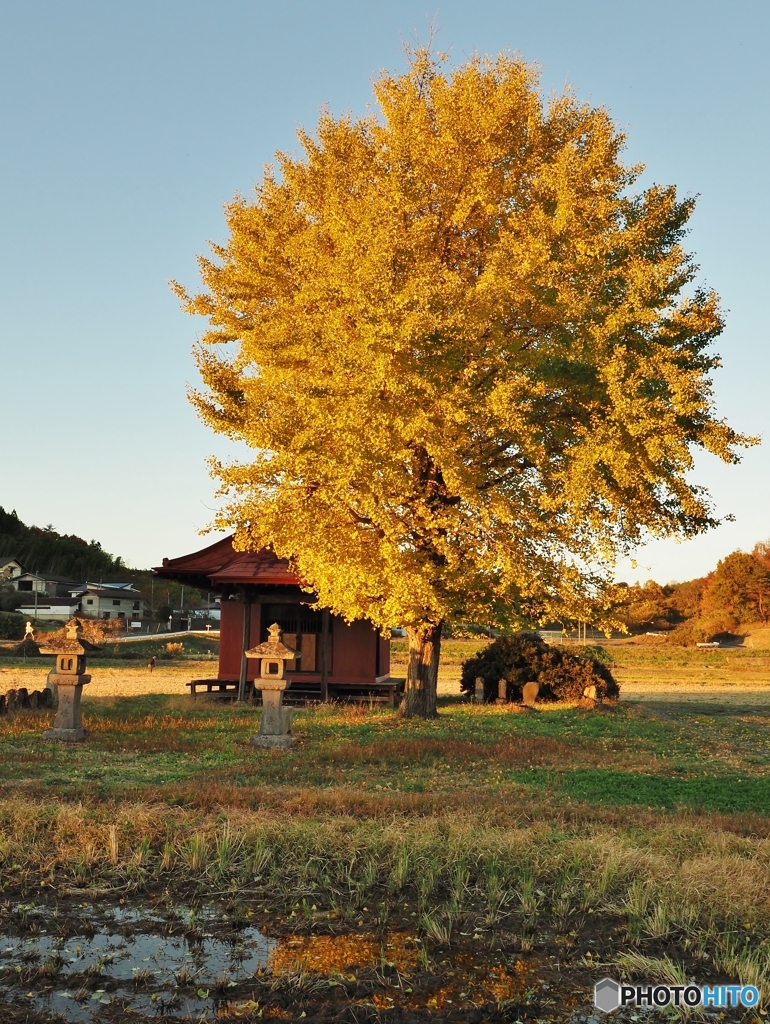 夕暮れ時の銀杏