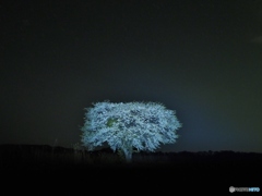 最後の一本桜
