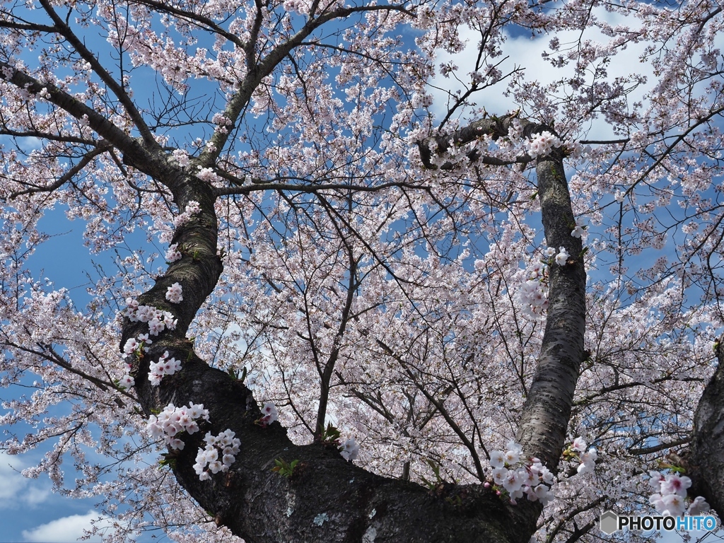 幹から咲いた花