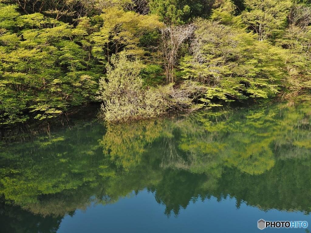 水鏡（新芽撮り～）