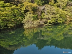 水鏡（新芽撮り～）