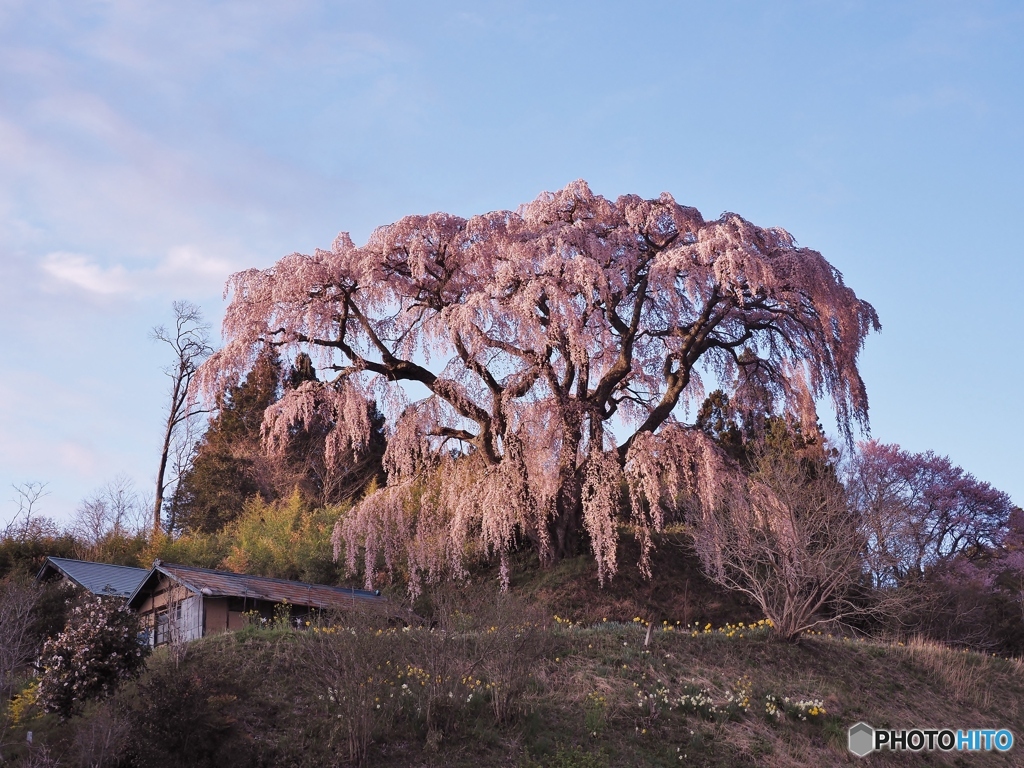 大きな枝垂れ桜