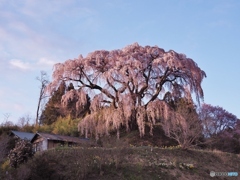 大きな枝垂れ桜