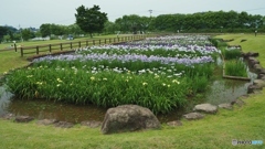 あやめの公園