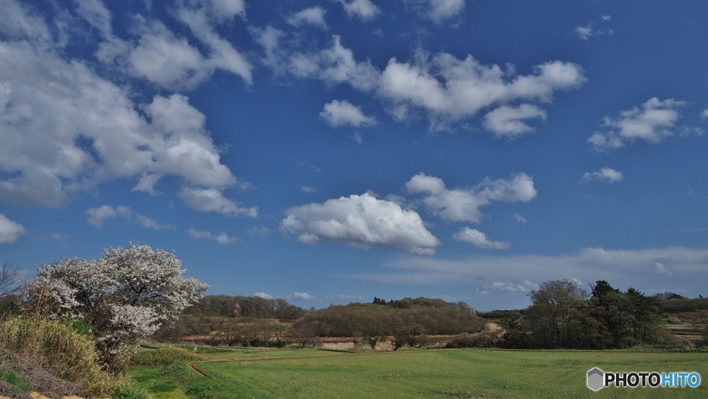 田舎の風景（さくら咲いてます）