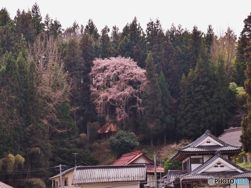 馬頭観音のしだれ桜