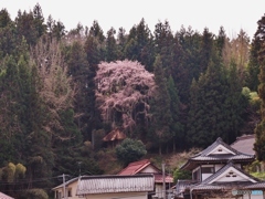 馬頭観音のしだれ桜