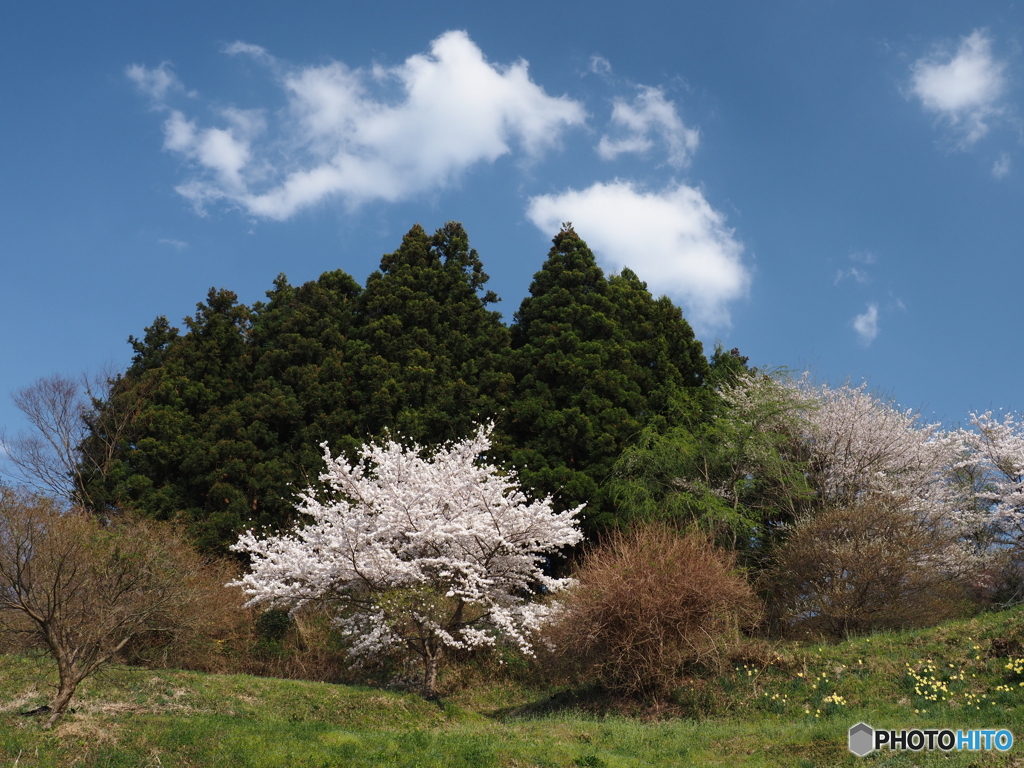 城址の桜