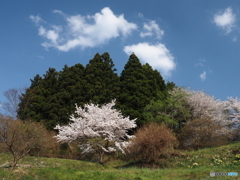 城址の桜