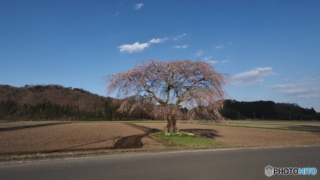 しだれ一本桜