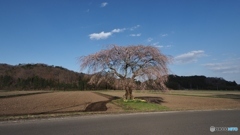 しだれ一本桜