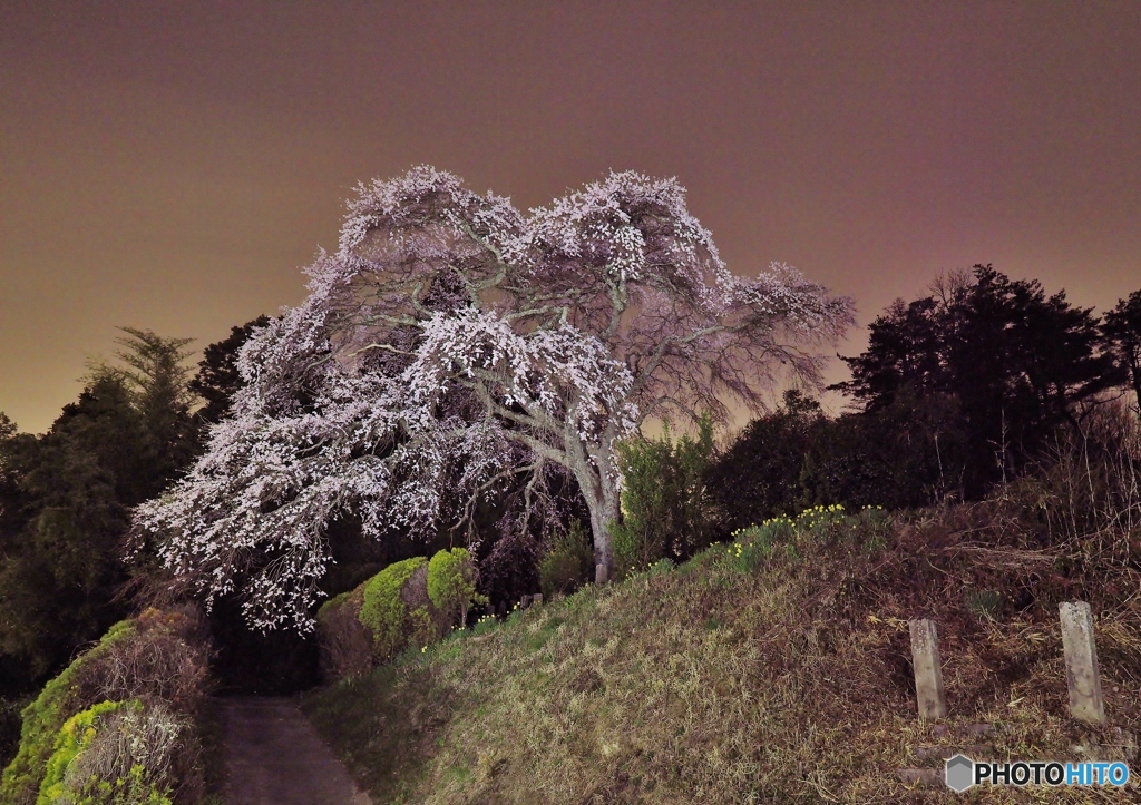 墓地の桜