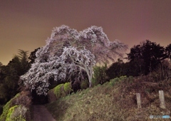 墓地の桜