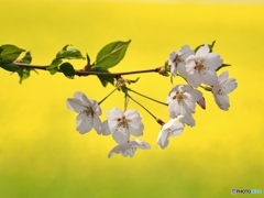 さくら撮影中！