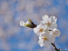 花開く時