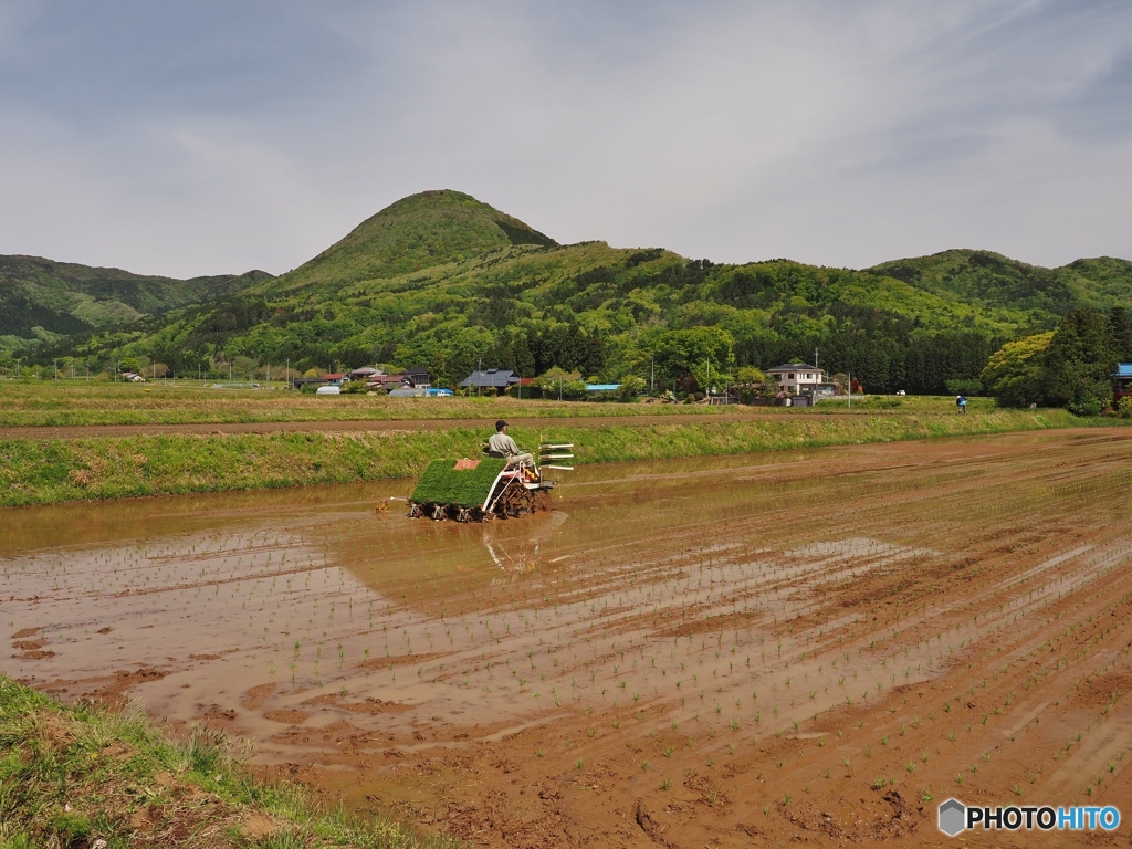 田植えのころ