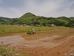田植えのころ