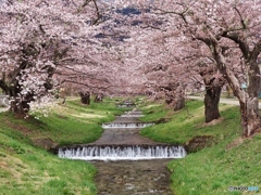 川の桜