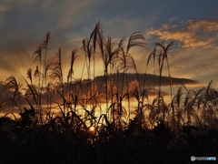 夕暮れ時は寂しそう♪