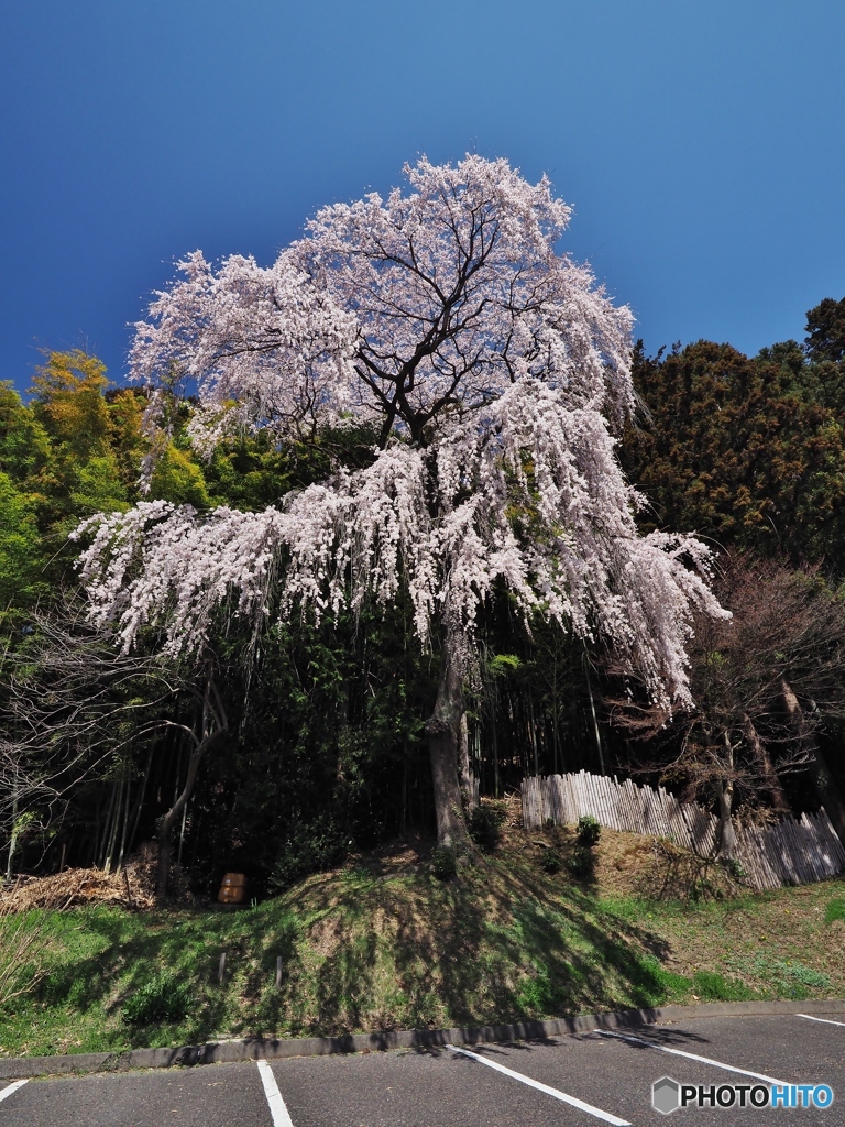 しだれ桜