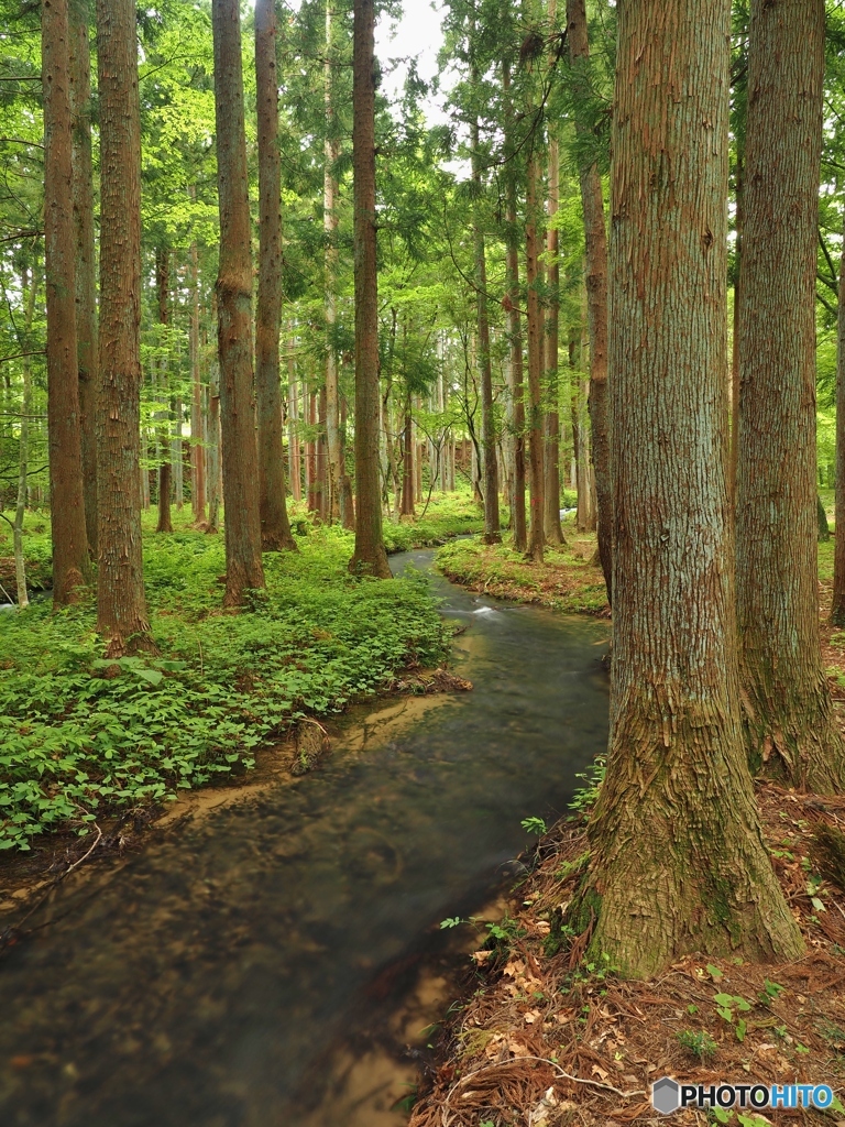 潤いの森